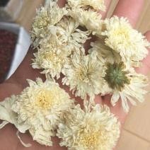 安徽特产，黄山贡菊，菊花茶，厂家直销一件代发