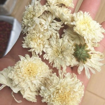 安徽特产，黄山贡菊，菊花茶，厂家直销一件代发