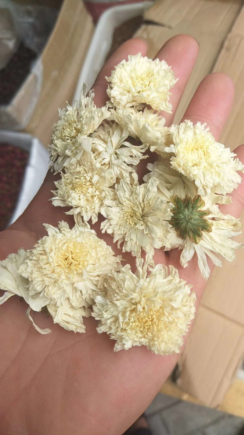 安徽特产，黄山贡菊，菊花茶，厂家直销一件代发