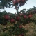 苹果