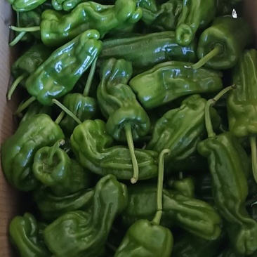 新鲜芜湖椒