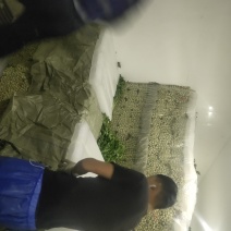 精品毛芹