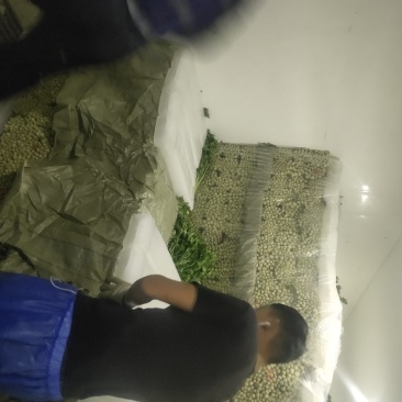 精品毛芹