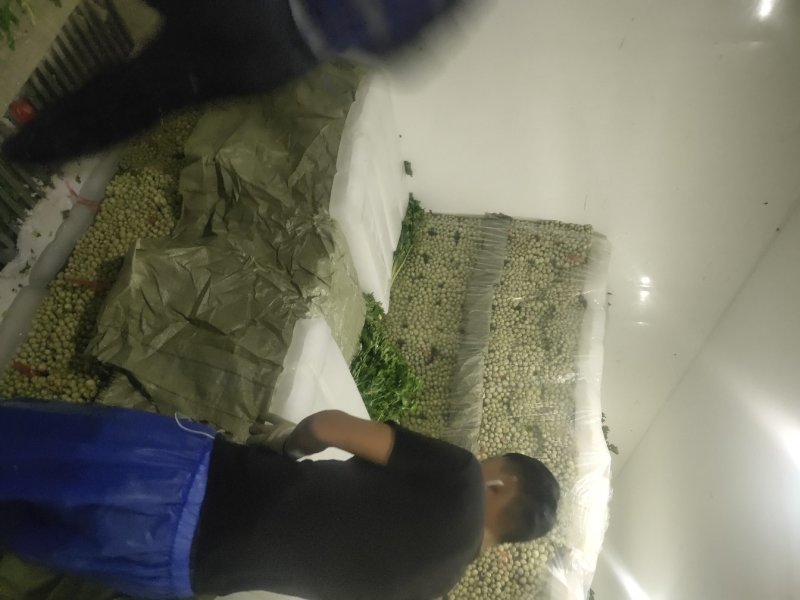 精品毛芹