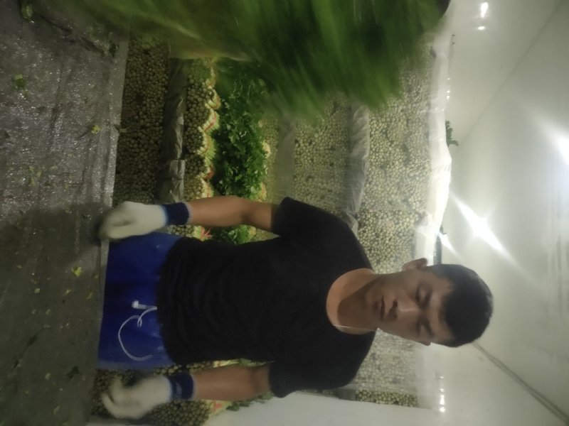 精品毛芹