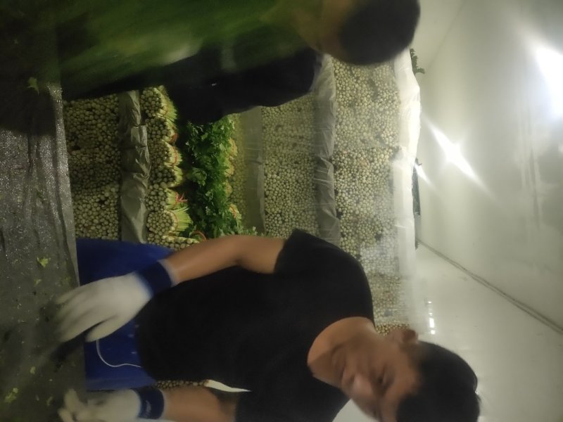 精品毛芹
