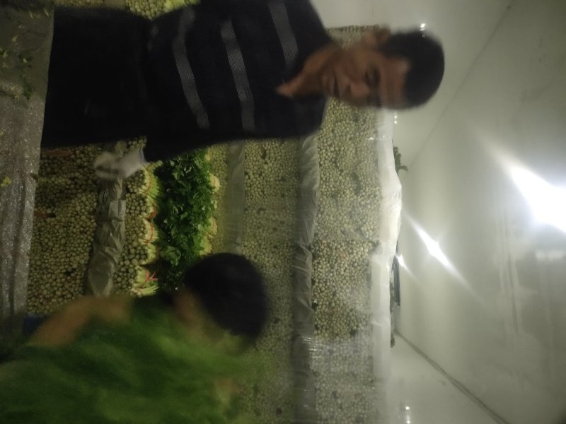 精品毛芹