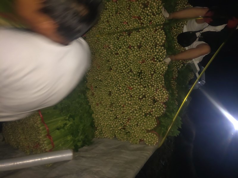 精品毛芹