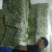 精品毛芹