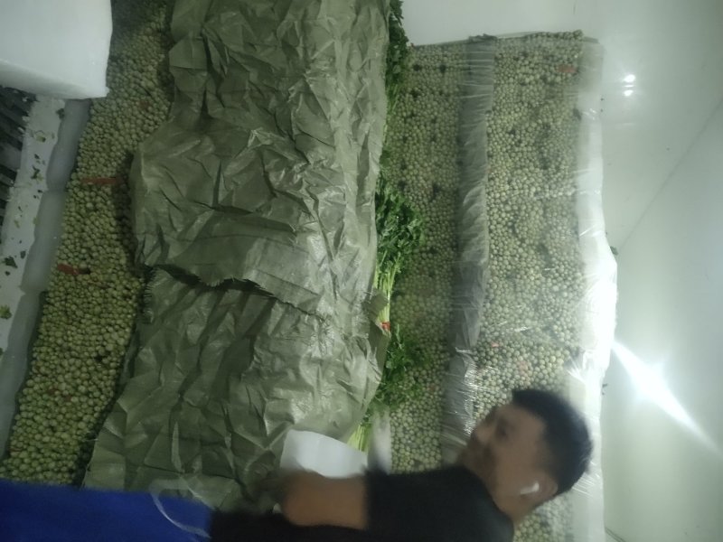 精品毛芹