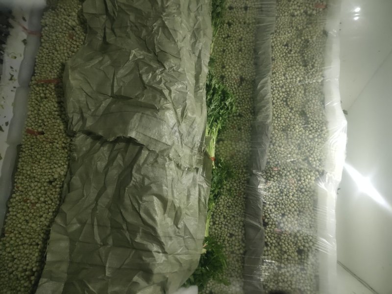 精品毛芹