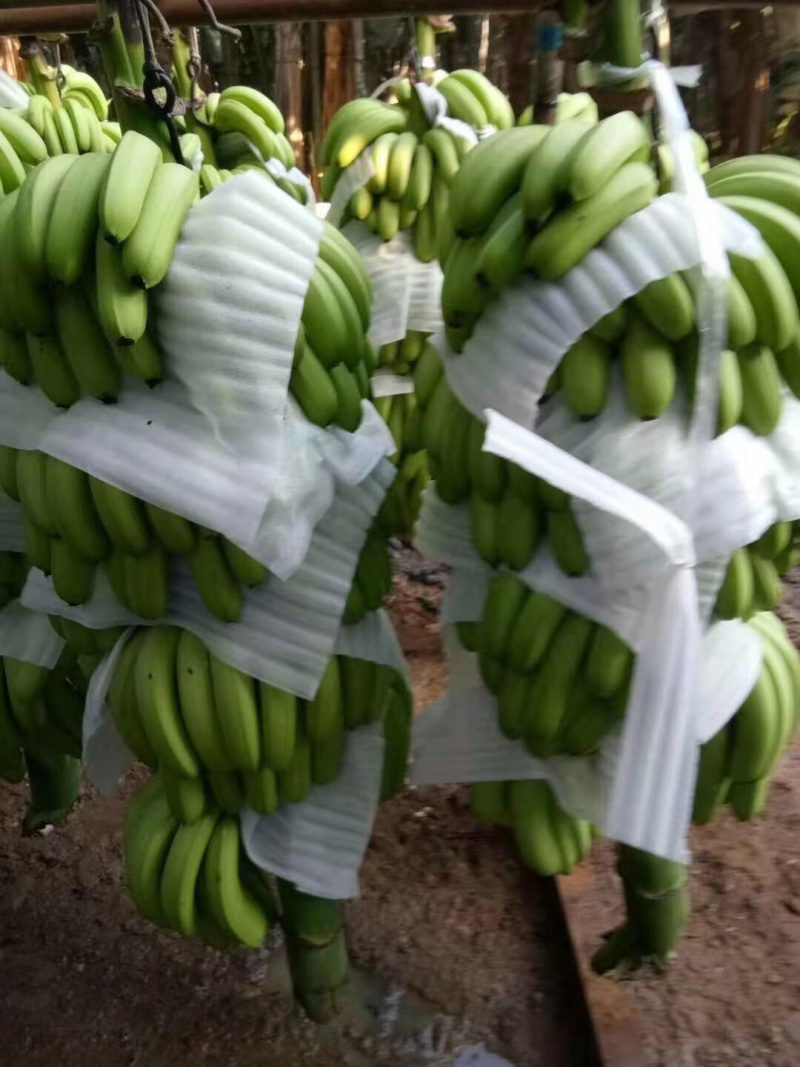 广东湛江遂溪香蕉亮货...........