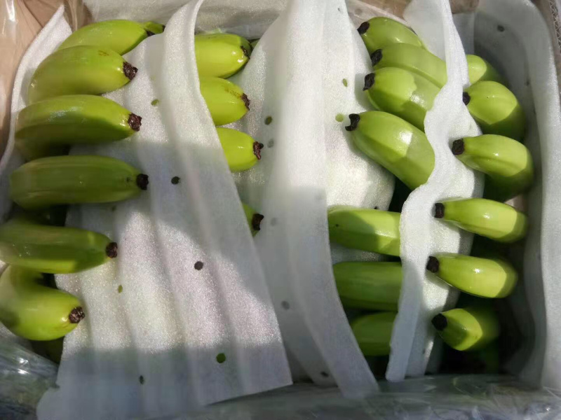 广东湛江遂溪香蕉亮货...........