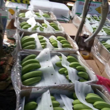 广东湛江遂溪香蕉亮货...........
