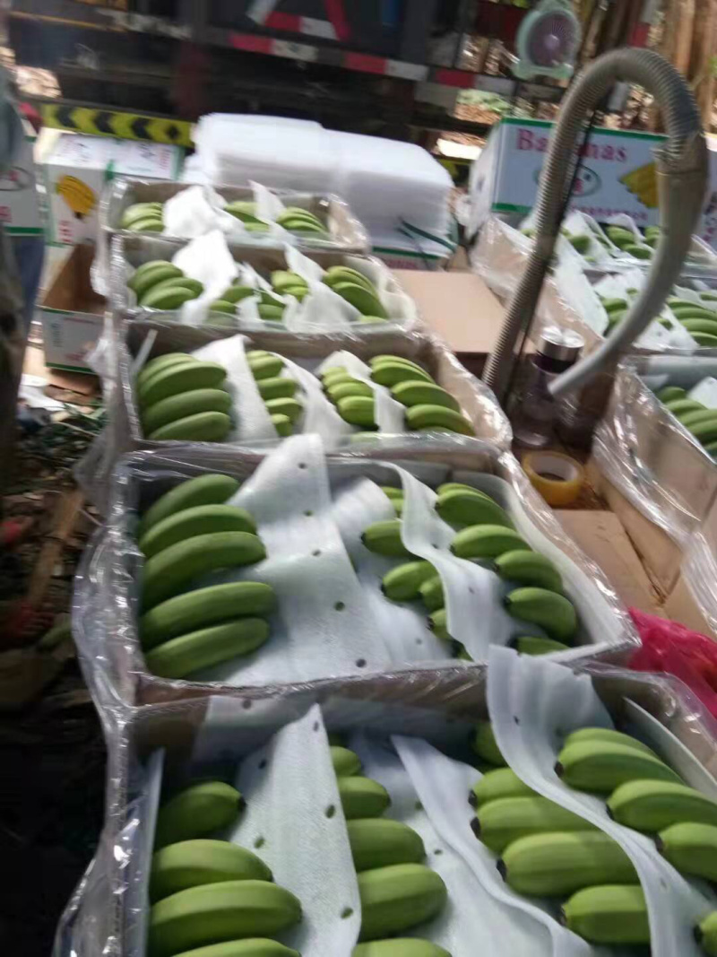广东湛江遂溪香蕉亮货...........