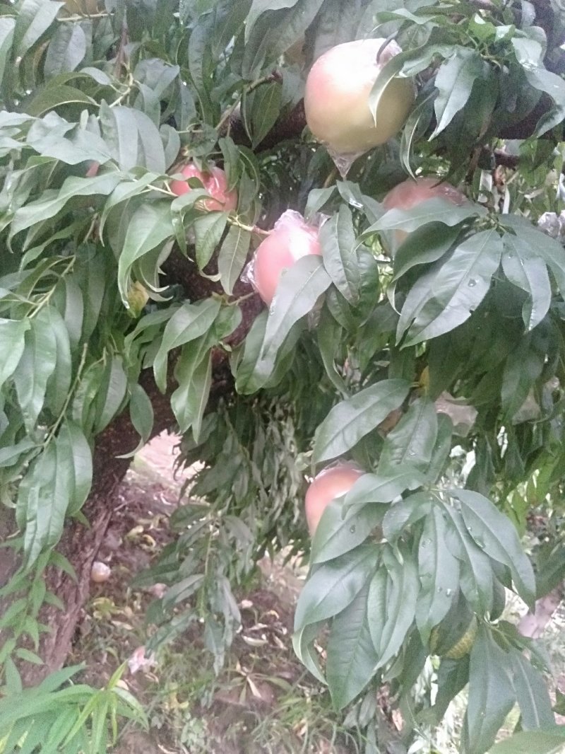 毛桃