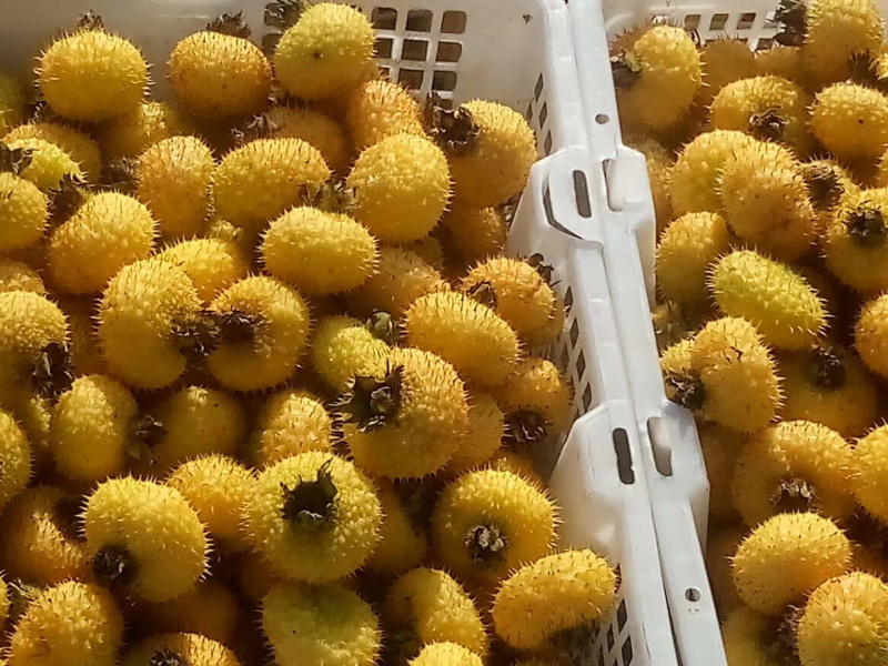 刺梨