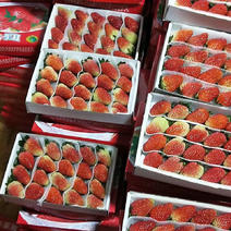 云南四季草莓，蒙特瑞草莓，规格齐全，基地直销