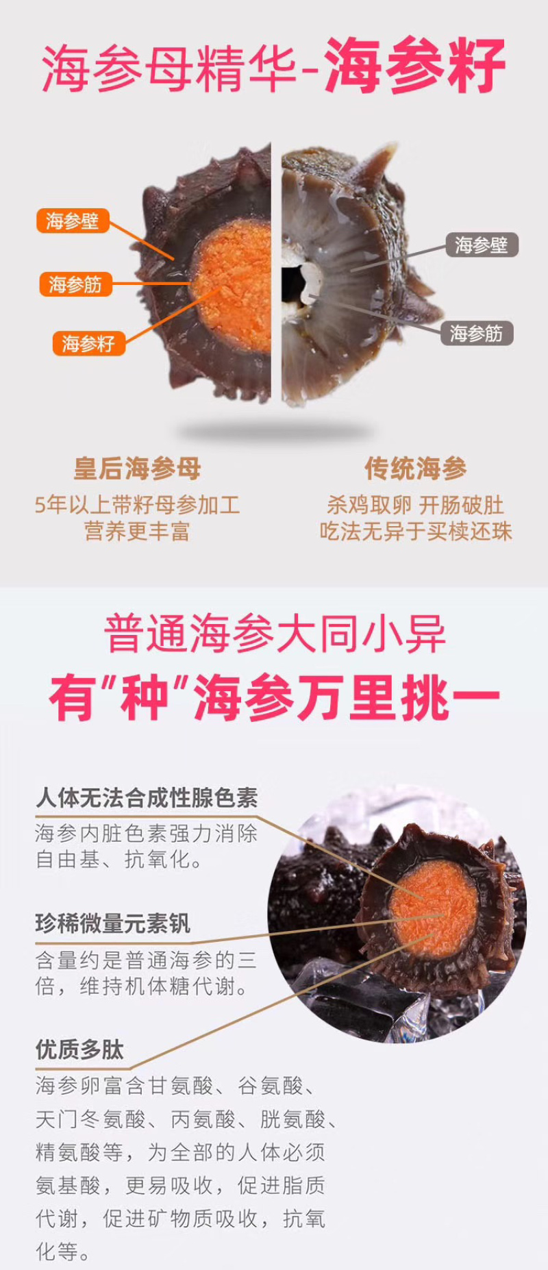 一级海参干，带母仔海参，批发中药材，亳州药材
