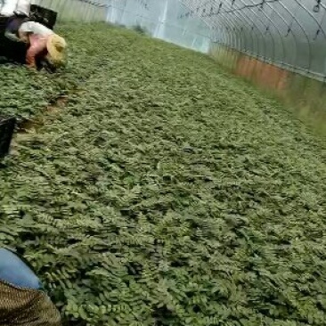 山豆根种苗