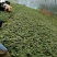 山豆根种苗