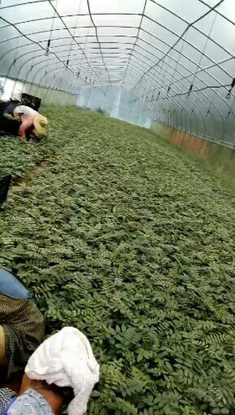 山豆根种苗