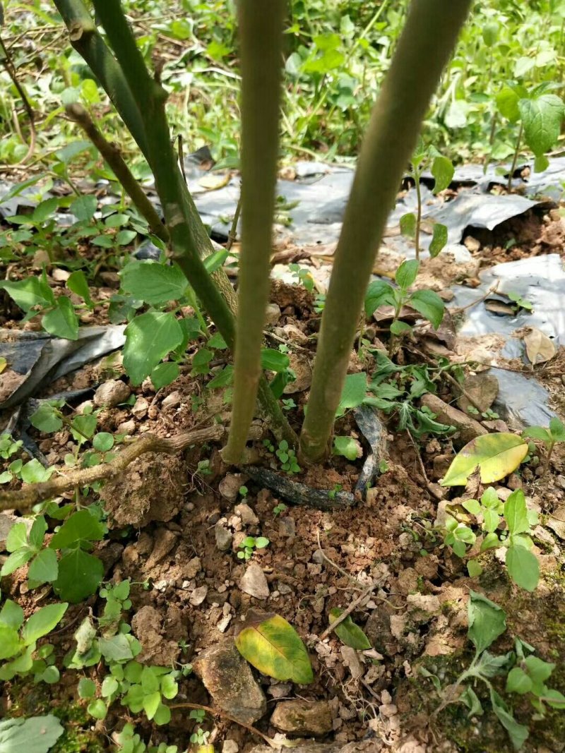 山豆根种苗