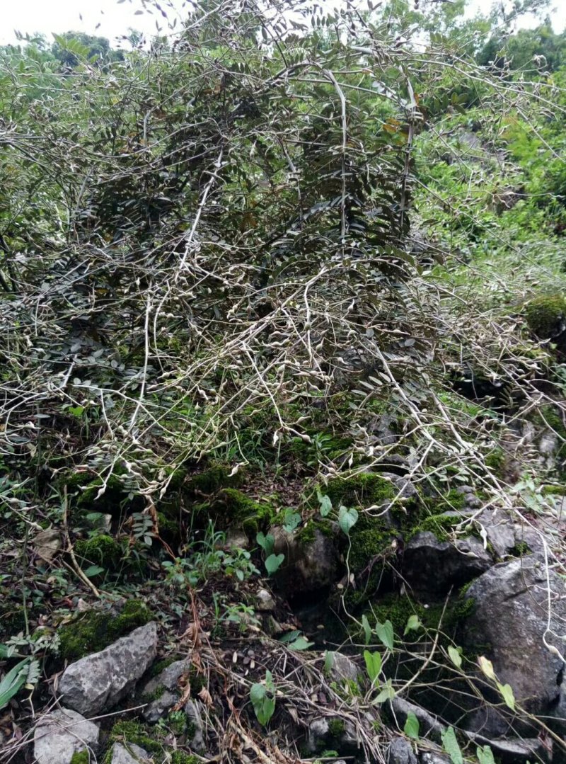 山豆根种苗