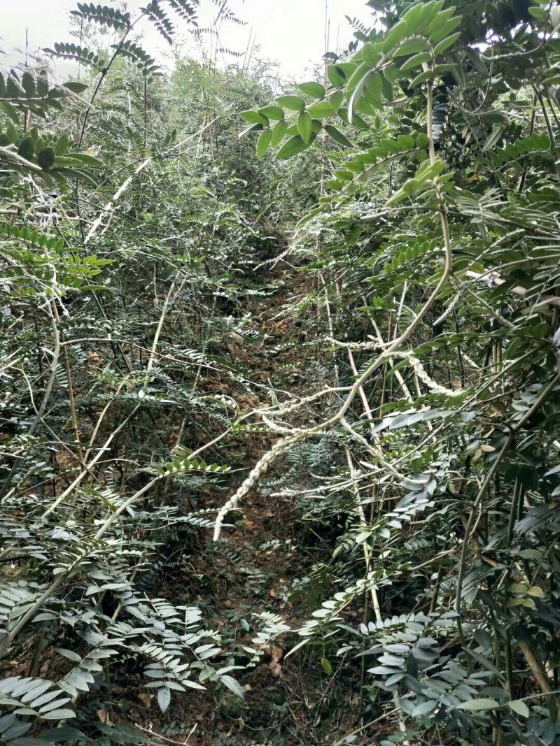 山豆根种苗