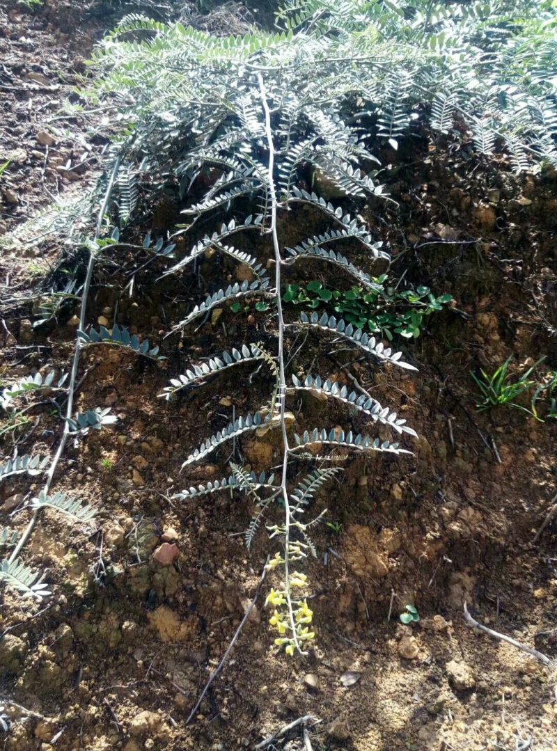山豆根种苗
