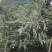 山豆根种苗