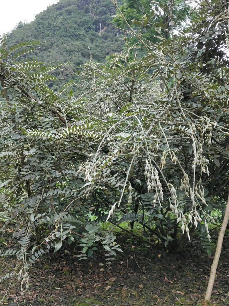 山豆根种苗