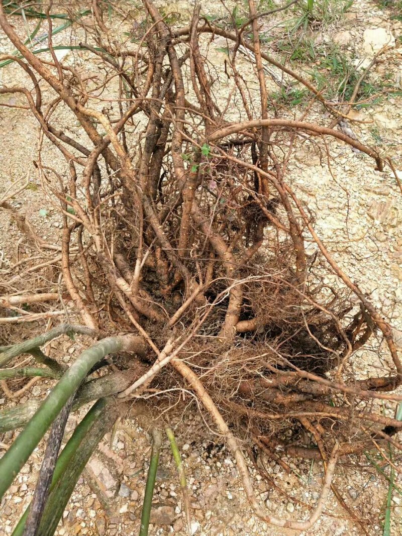 山豆根种苗
