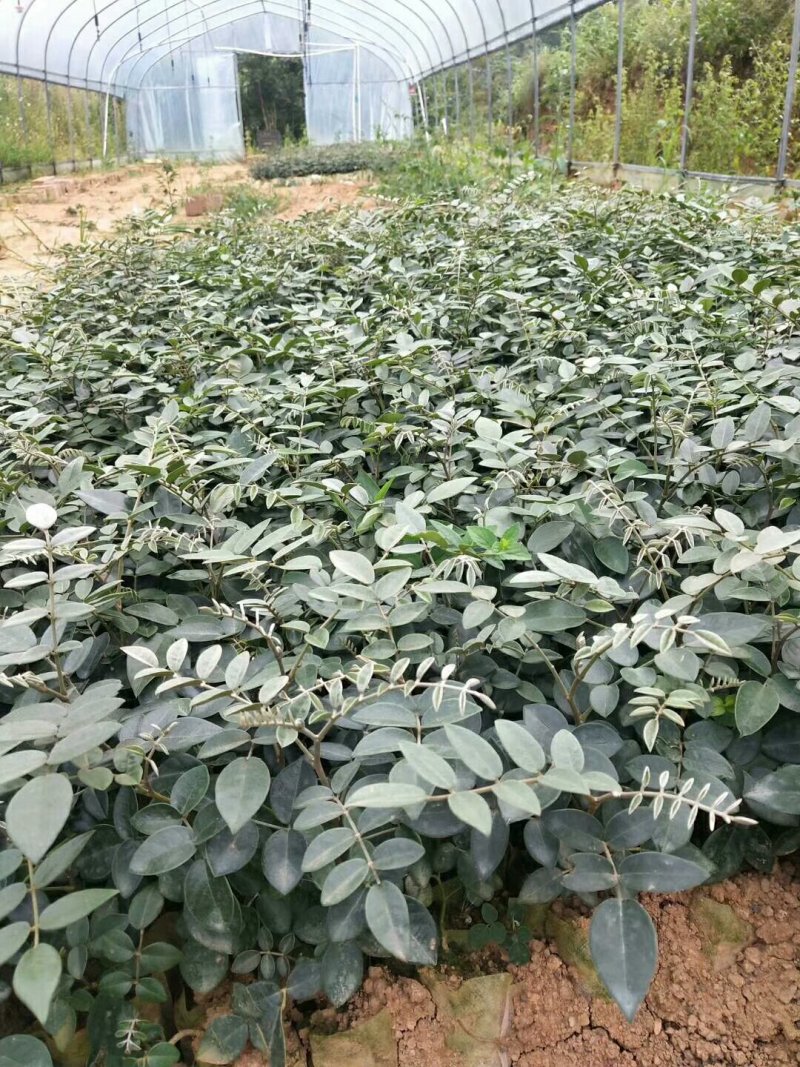 山豆根种苗