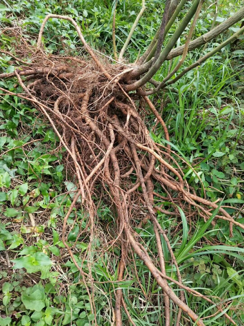 山豆根种苗