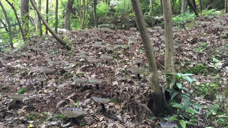 紫灵芝广西原生态林下紫灵芝