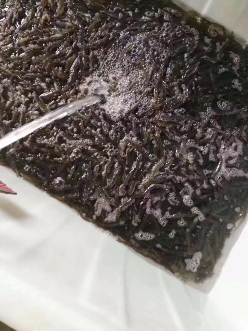 饶平正宗咸水虾干