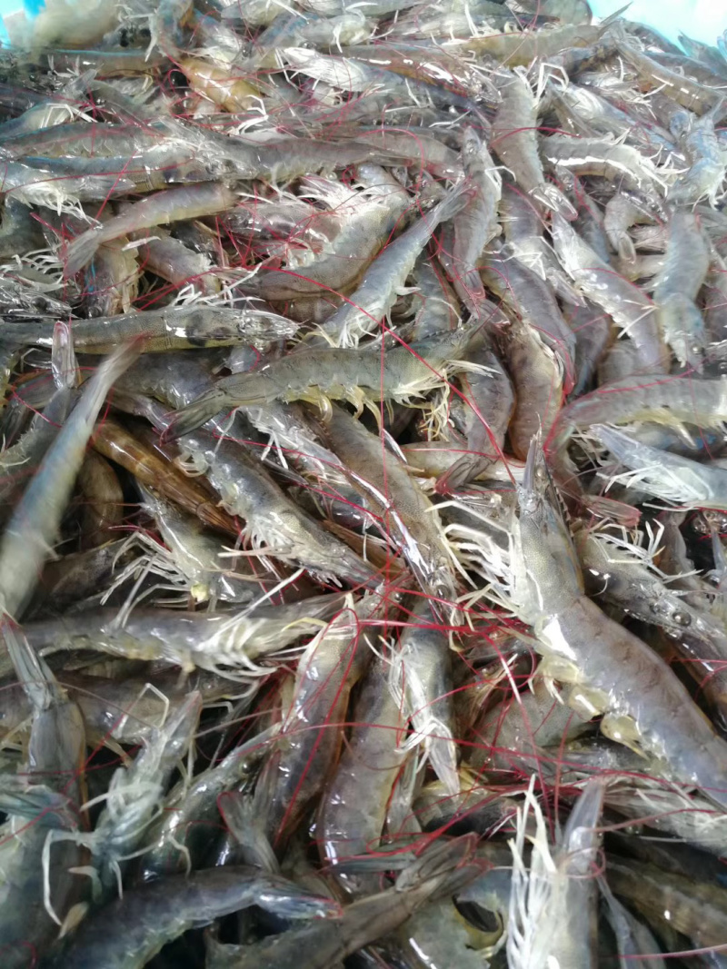 饶平正宗咸水虾干