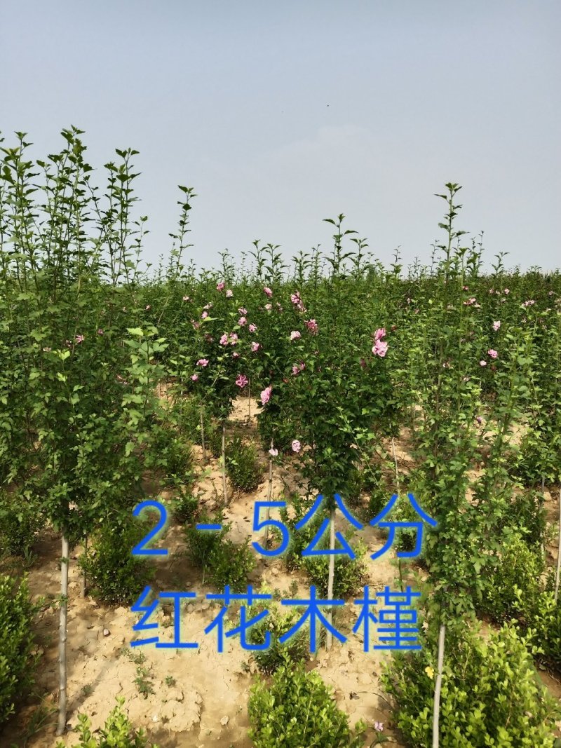 重瓣红花木槿1公分2公分3公分4公分5公分量大