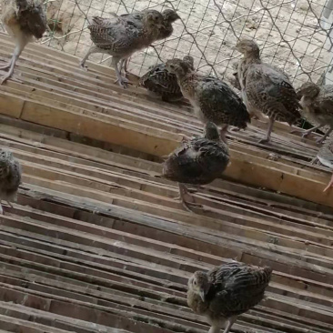 山鸡苗，全国发货