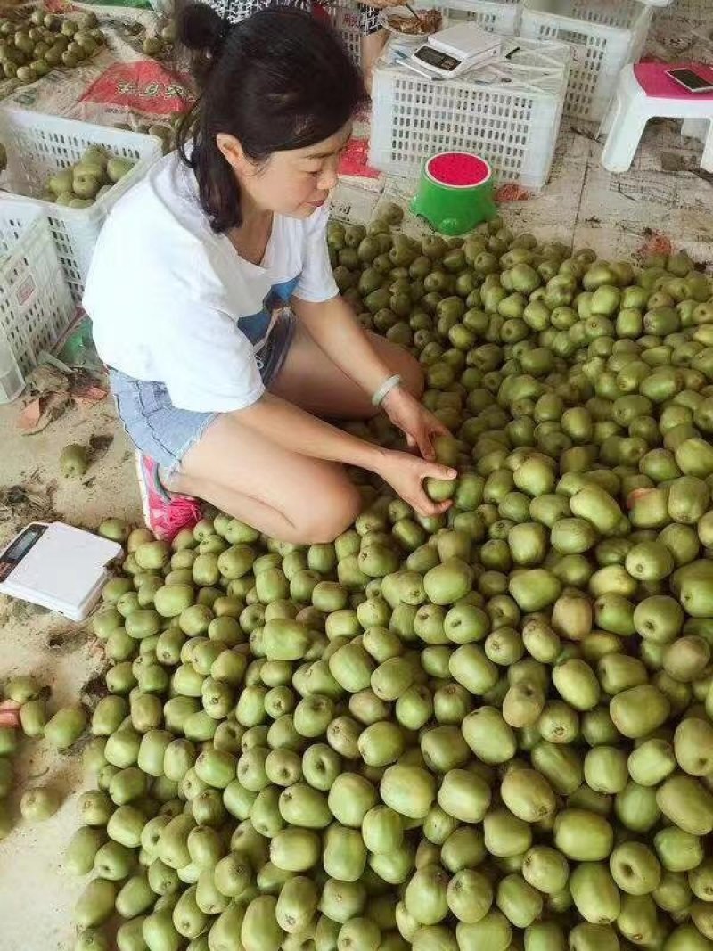 蒲江红心猕猴桃一件代发