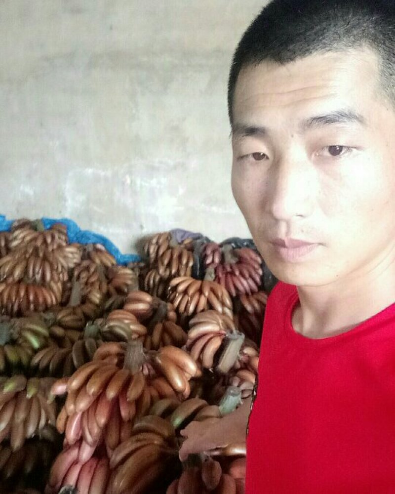 红香蕉1.8，精品好货，支持代发快递，接团购