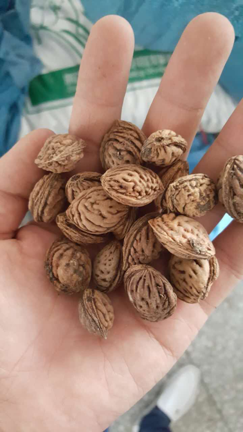 毛桃种子桃树种子嫁接梅花桃李毡木种子