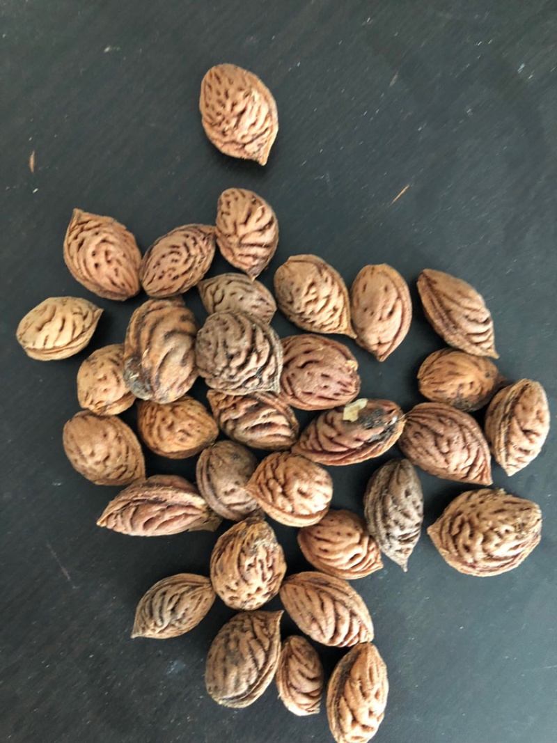 毛桃种子桃树种子嫁接梅花桃李毡木种子