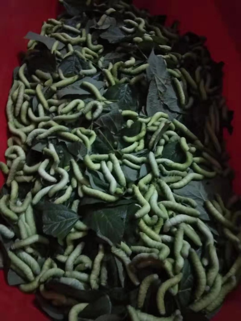 豆丹