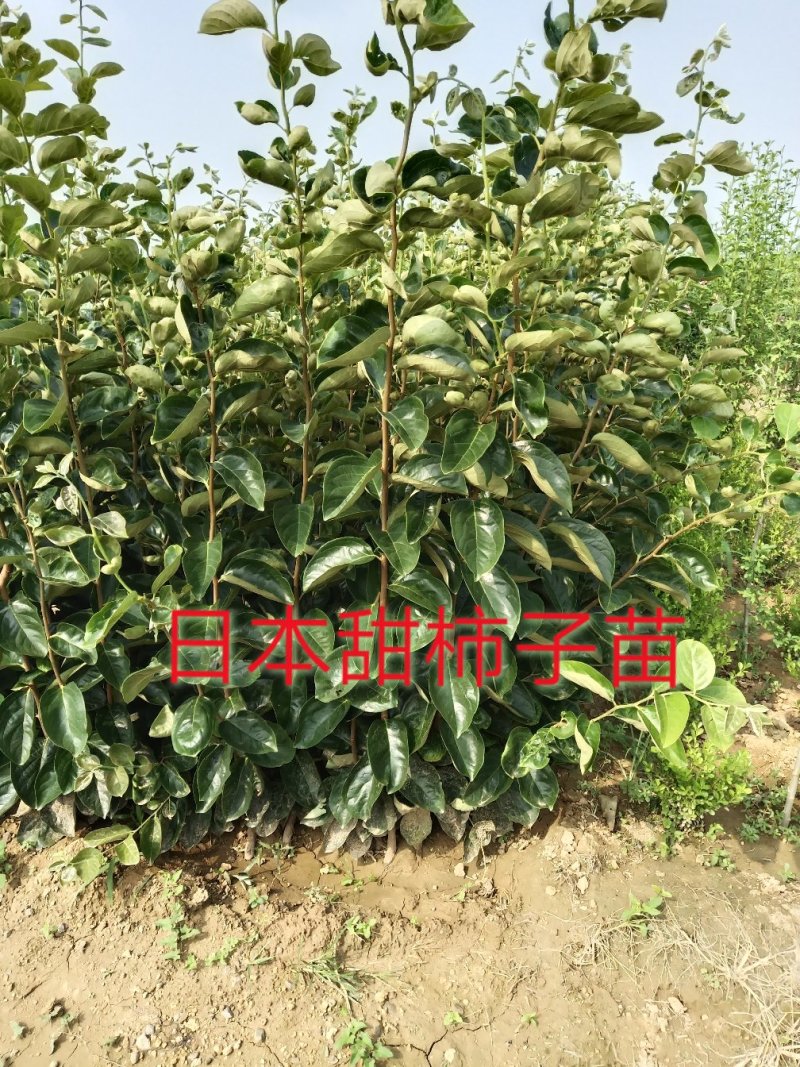 批发阳丰甜柿火葫芦苗非陕西山东河南苗品种纯