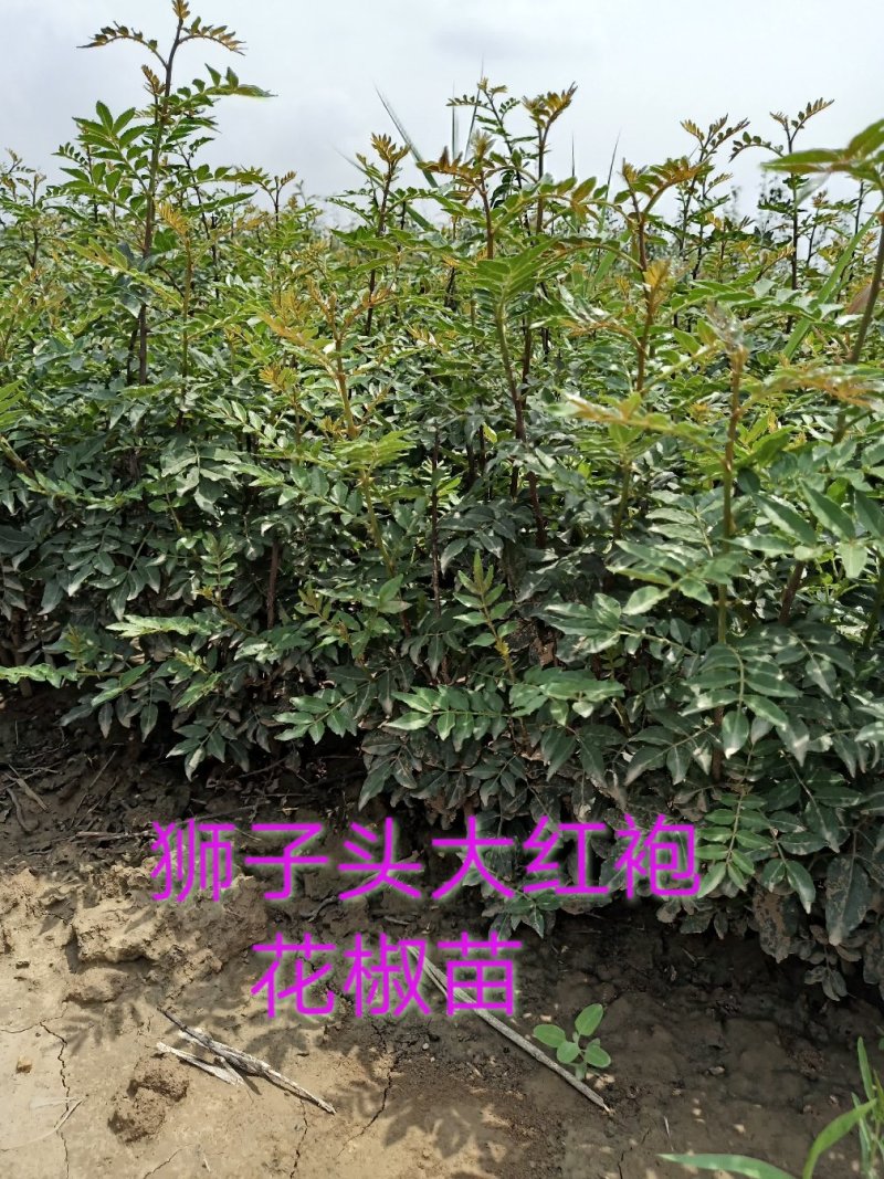 批发山西狮子头大红袍花椒苗非陕西河南山东苗诚信第一