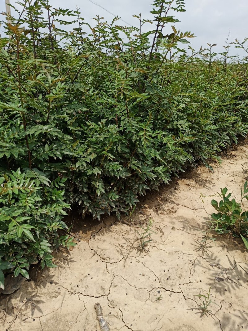 批发山西狮子头大红袍花椒苗非陕西河南山东苗诚信第一