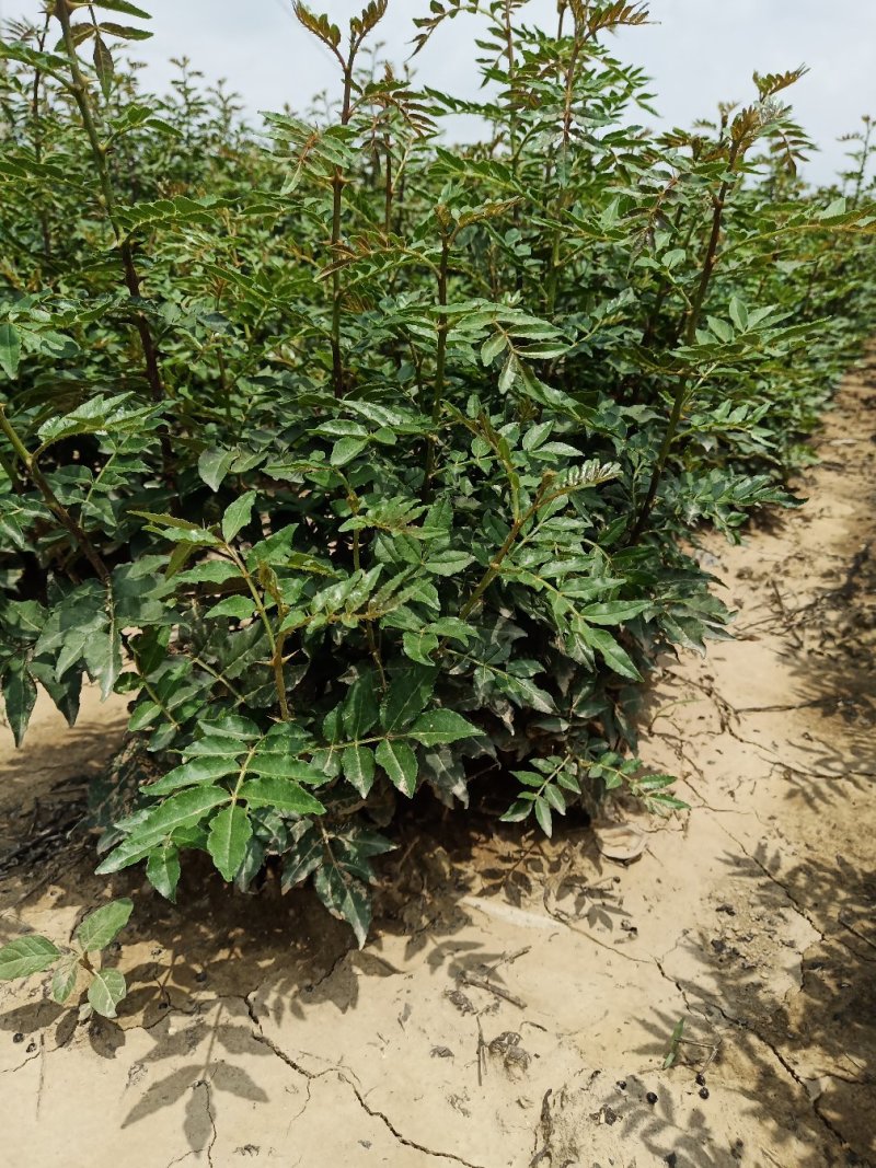 批发山西狮子头大红袍花椒苗非陕西河南山东苗诚信第一