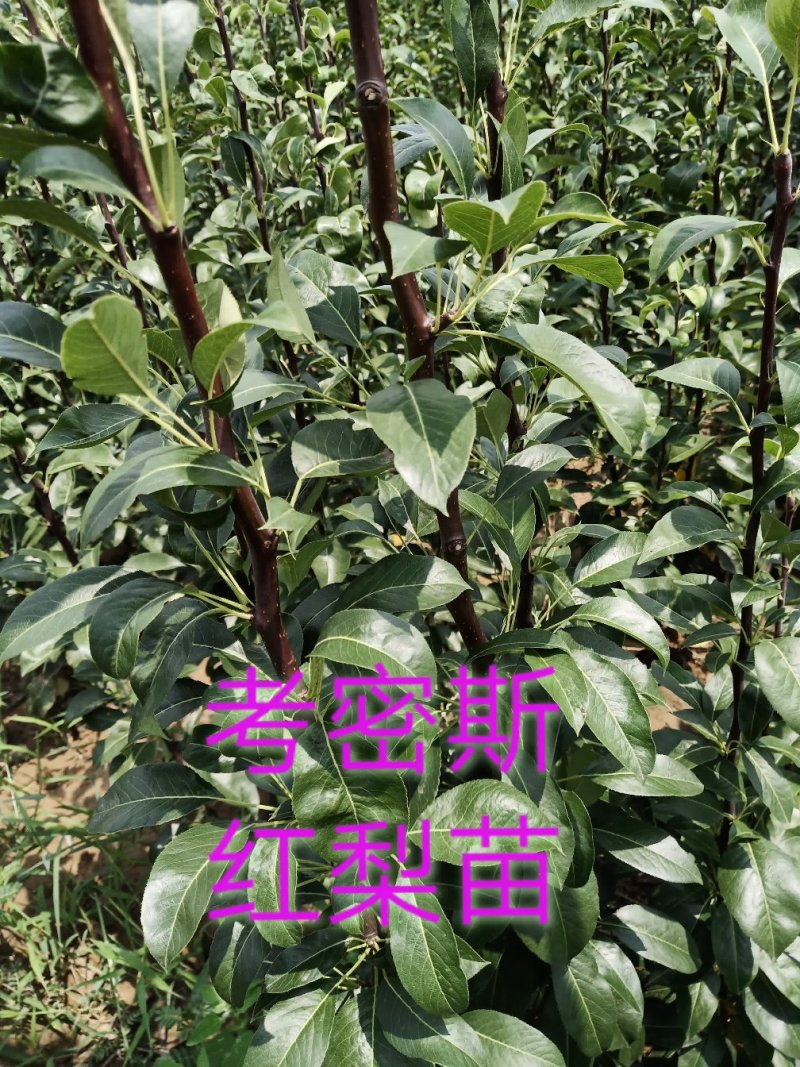 山西考密斯红梨苗非山东河南三门峡山西苗品种保证